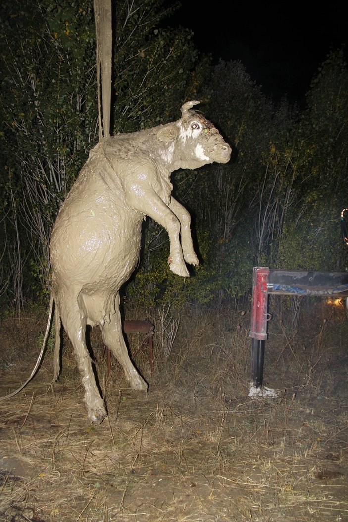 Sivas'ta kuyuya düşen inek kurtarıldı