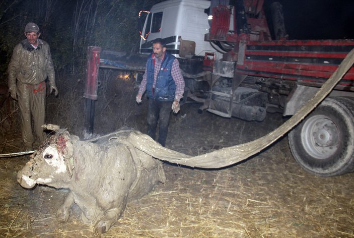 Sivas'ta kuyuya düşen inek kurtarıldı