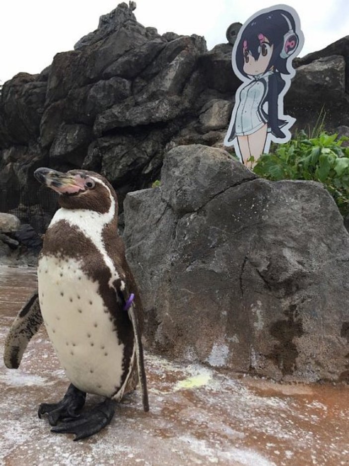 Aşık penguen hayatını kaybetti