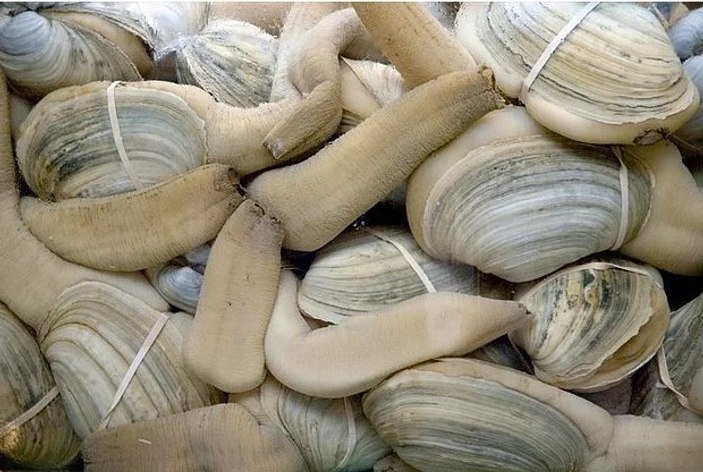 Geoduck nedir