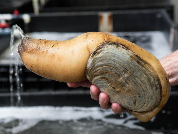 Geoduck nedir