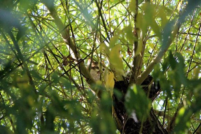 Bolu'da ağaçta mahsur kalan kediyi itfaiye kurtardı