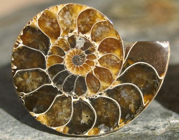 Ammonit nedir