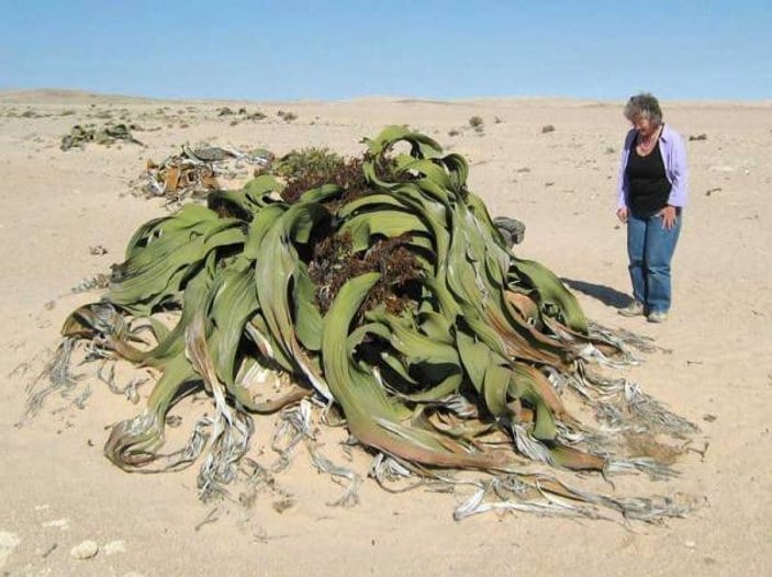 Welwitschia Mirabilis nedir