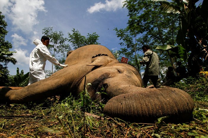 111 bin fil dişleri için öldürüldü