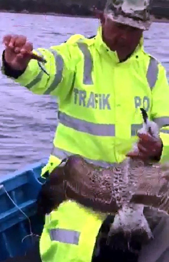 Edirne'de balıkçının oltasına martı takıldı