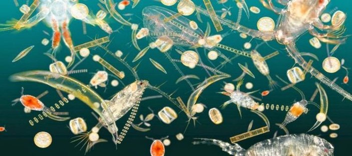 Plankton nedir