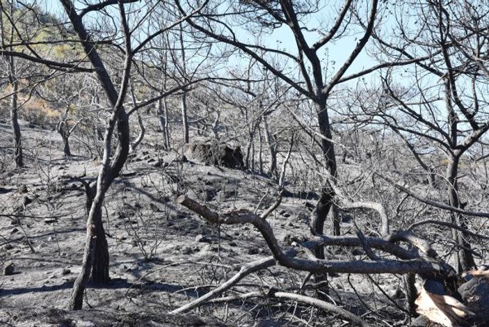 Muğla'da şüpheli orman yangını