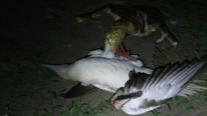 Dev Hindistan cevizi yengeci kuşu avladı