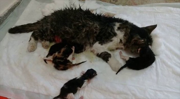 Kedi sezaryen ile 4 yavru doğurdu