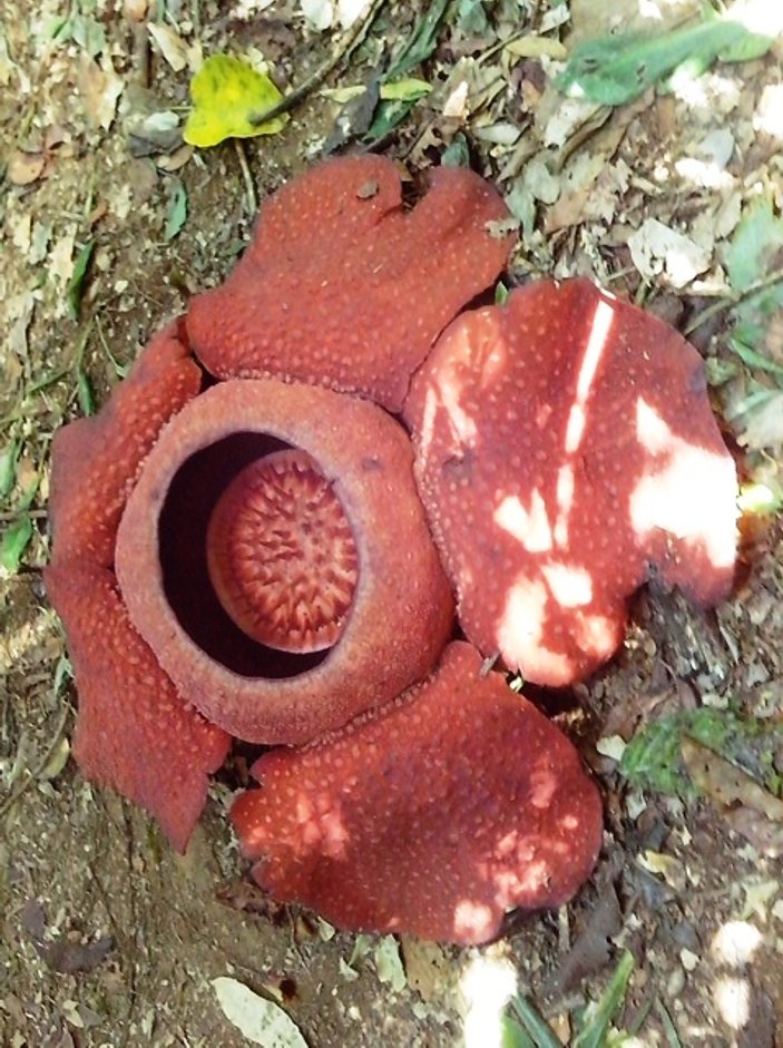 Rafflesia Arnoldii nedir