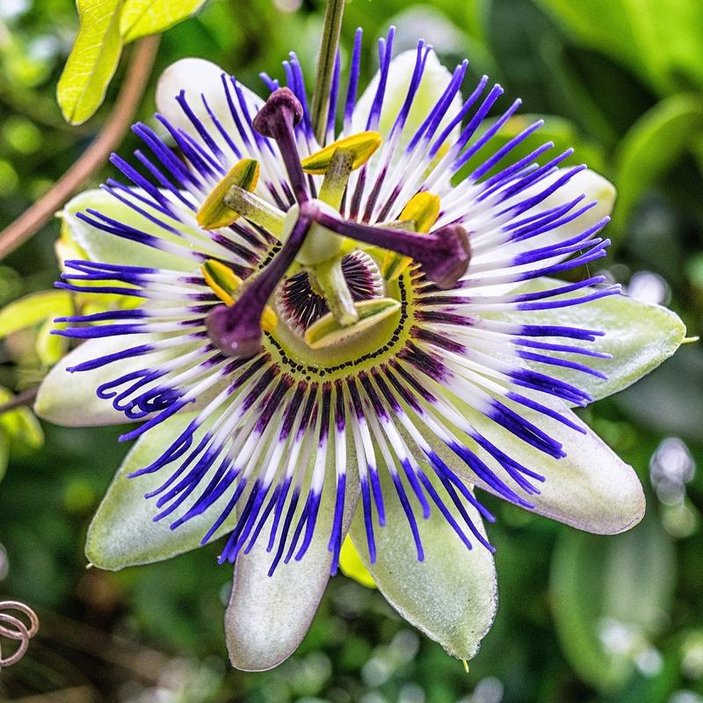 Passiflora nedir