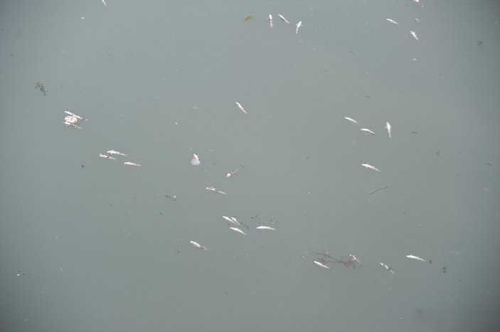 Seyhan Nehri'nde balık ölümleri