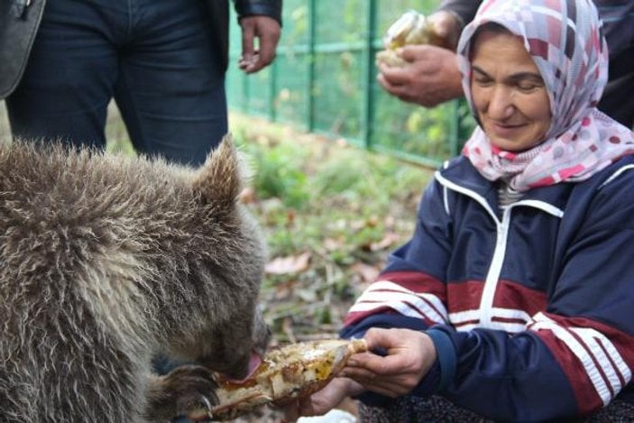 Yavru ayılar ballı ekmekle besleniyor
