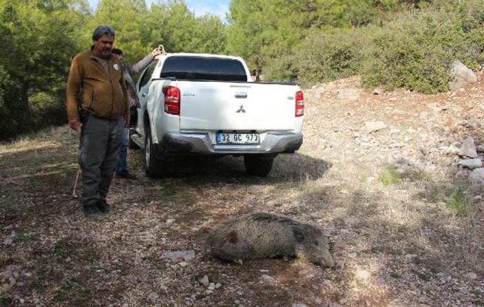 Boş su kuyusuna düşen domuz 3 saatte kurtarıldı
