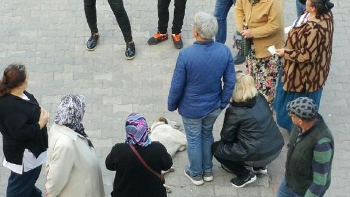 Bayılan köpeğin yardımına vatandaşlar koştu