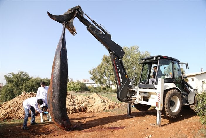 Kıyıya vuran balina üniversite yerleşkesine gömüldü