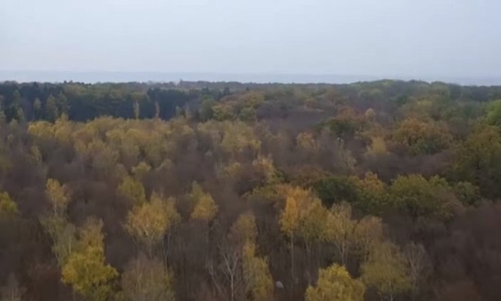 Almanya'da orman katliamı