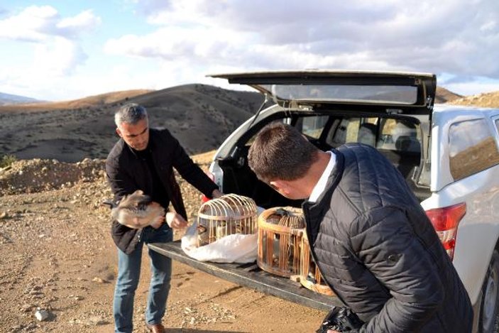 Siirt'te, koruma altındaki oklu kirpi öldürüldü