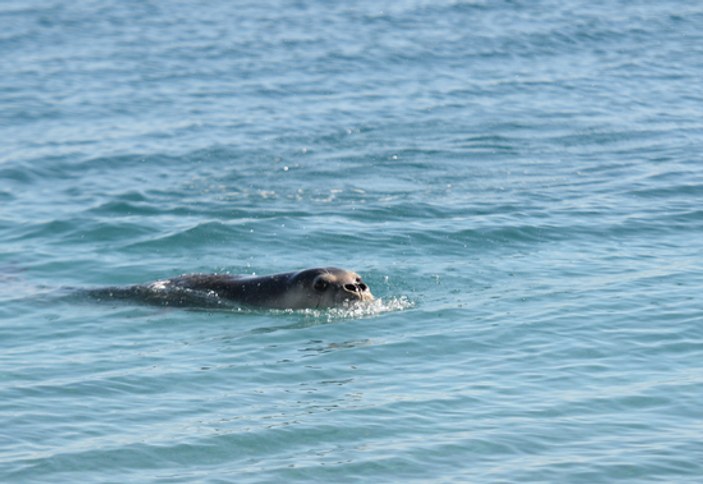 Konyaaltı Plajı'nda Akdeniz foku heyecanı