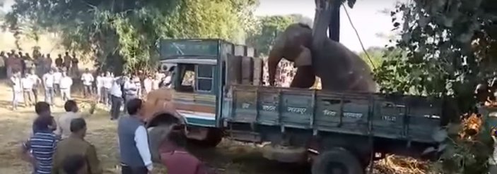 Hindistan'da fil kurtarma operasyonu