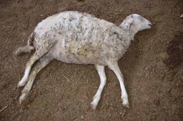 Aydın'da 25 koyun telef oldu