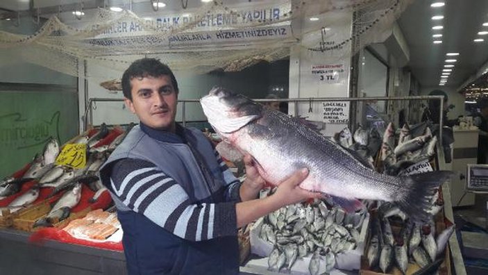 Karadeniz'den 10 kiloluk levrek çıktı