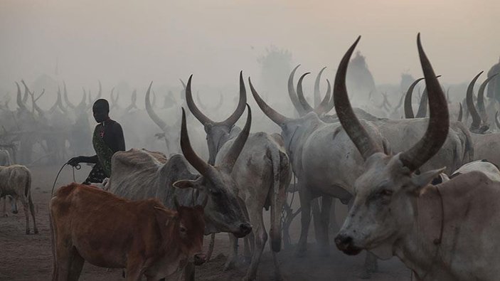 Sudan'da sığır hırsızları 40 kişiyi öldürdü