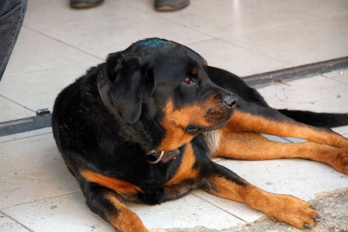 Muğla'da köpeğe demirle saldıran cani gözaltında