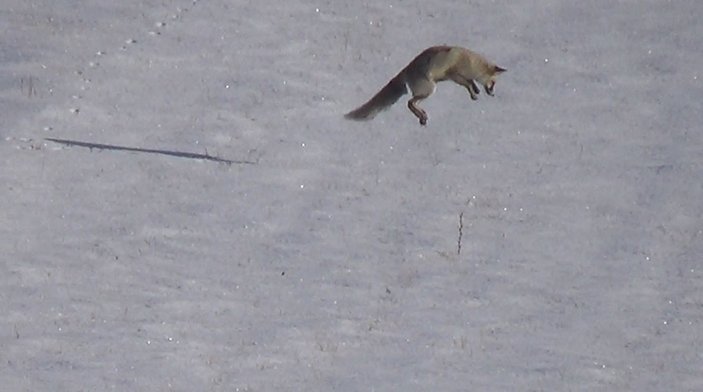 Kars'ta tilkilerin fare avı görüntülendi