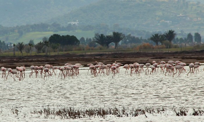 Flamingolar Bodrum'da