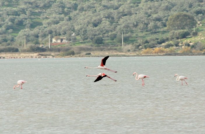 Flamingolar Bodrum'da