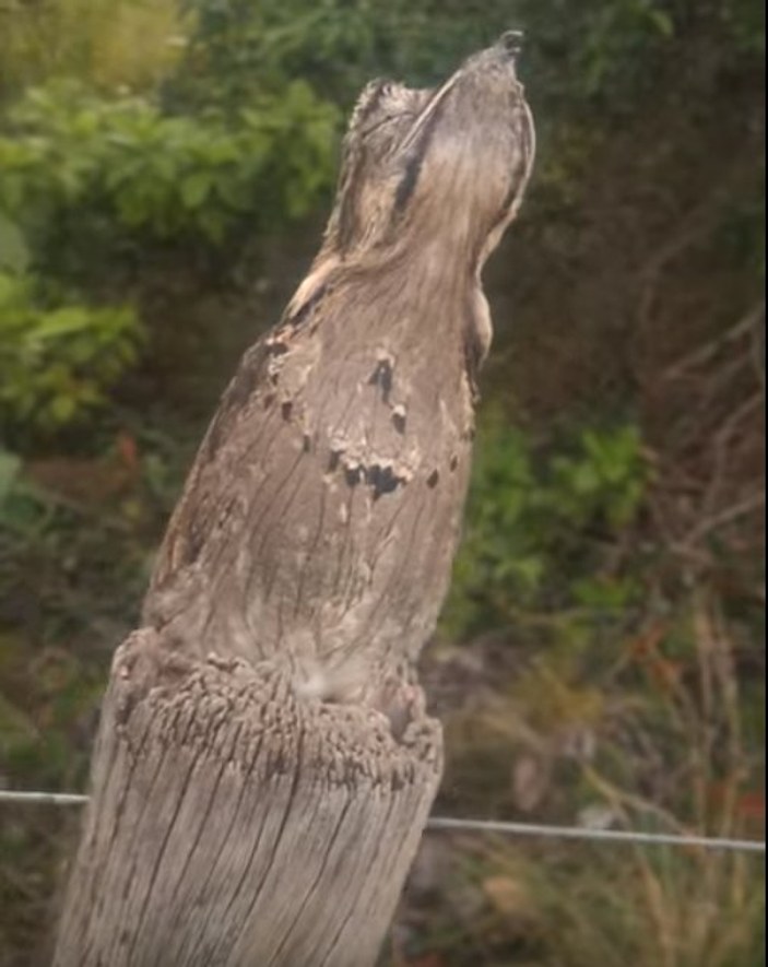 Ağaç kütüğünü taklit eden kuş