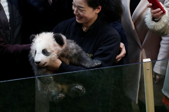 First Lady'nin eline yavru panda saldırdı