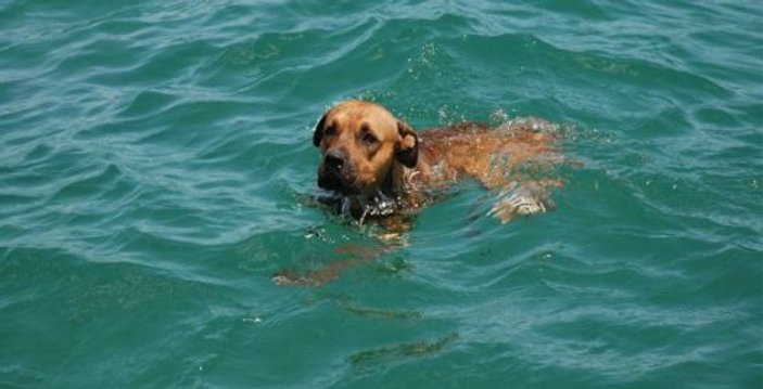 Okyanusta köpeği kurtarmak isteyen aile boğuldu