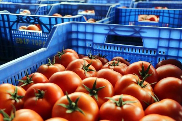 Rusya'ya 1 yıl 11 ay sonra ilk domates ihracı