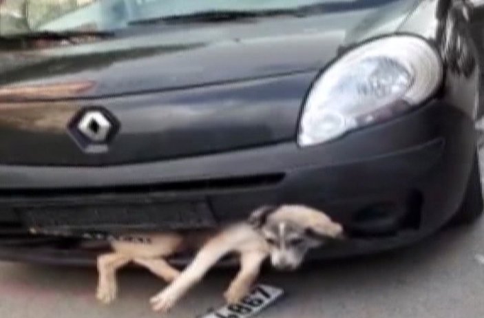 Pendik'te aracın tamponuna köpek sıkıştı