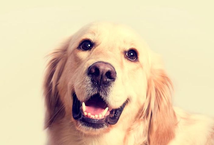 Clicker eğitimi nedir