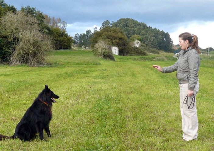 Clicker eğitimi nedir