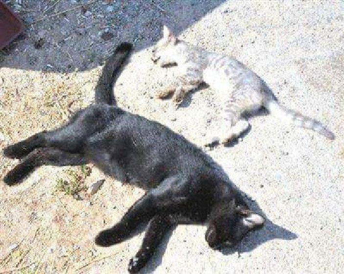 Karaman'da kedi ve köpekler telef edildi
