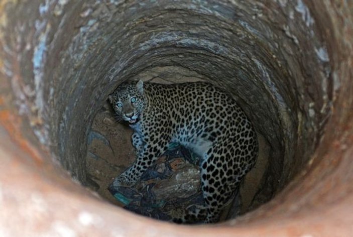 Hindistan'da leopar kurtarma operasyonu