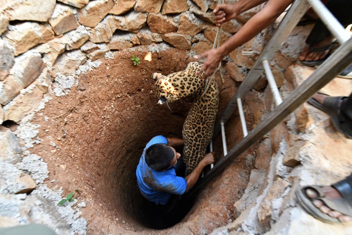 Hindistan'da leopar kurtarma operasyonu