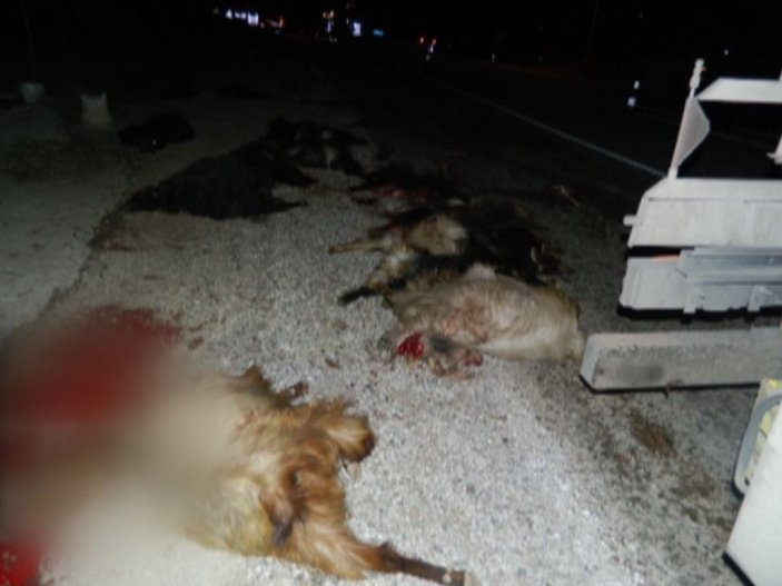 Malatya'da bir tanker 30 küçükbaş hayvan ve çobanı ezdi