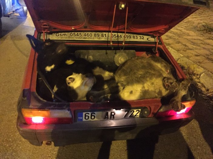 Ankara'da hayvan hırsızları yakalandı