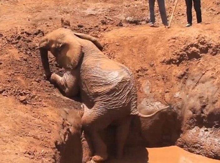 Kuyuya düşen yavru fil güçlükle kurtarıldı