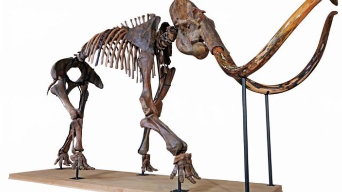 Fransa’da tüylü mamutun iskeleti 548 bin euroya satıldı