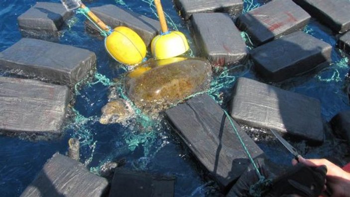 Deniz kaplumbağası 53 milyon dolarlık kokainle yakalandı