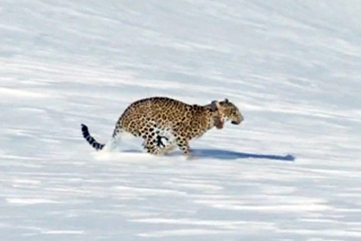 Putin’in leoparı doğaya salındı