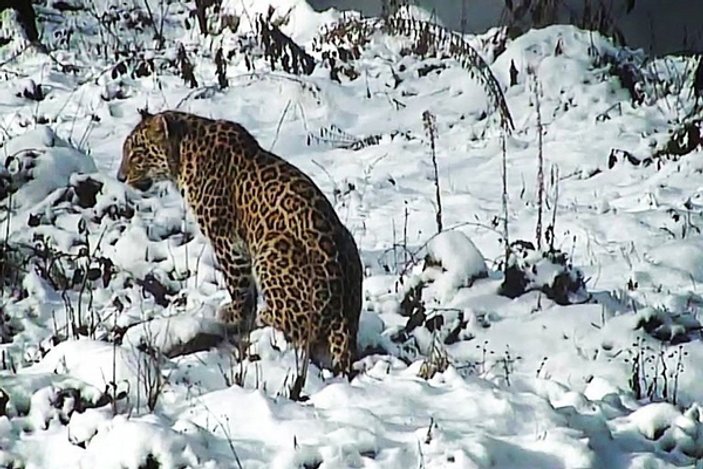 Putin’in leoparı doğaya salındı