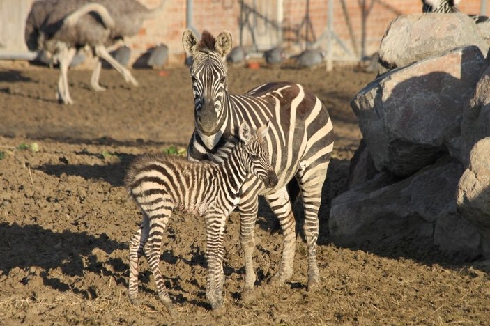 Yeni doğan zebra yavrusu parkın neşesi oldu